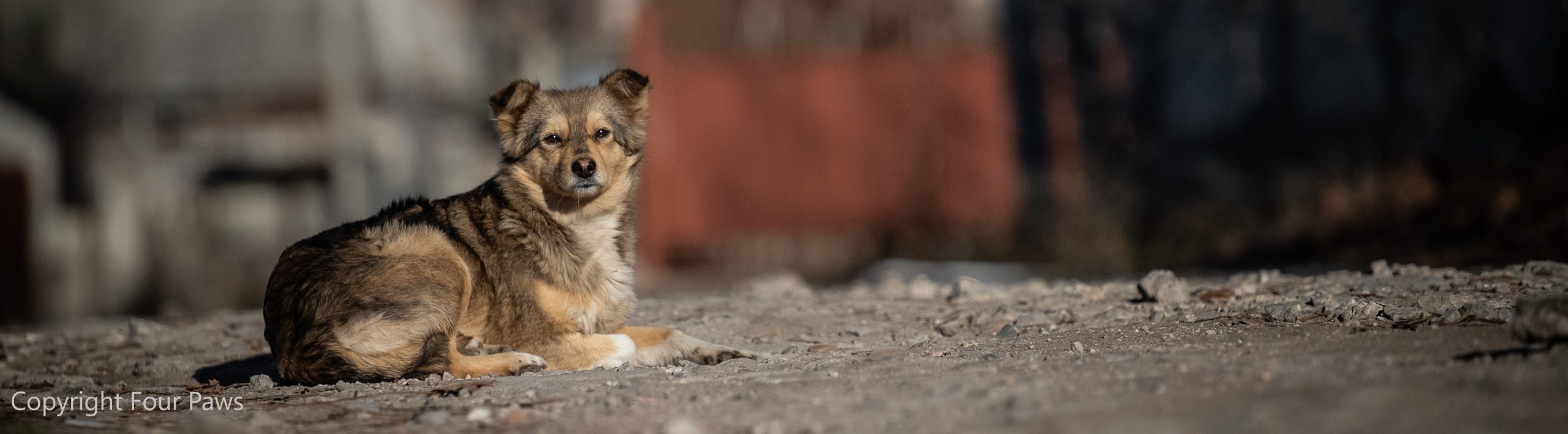 Four paws banner