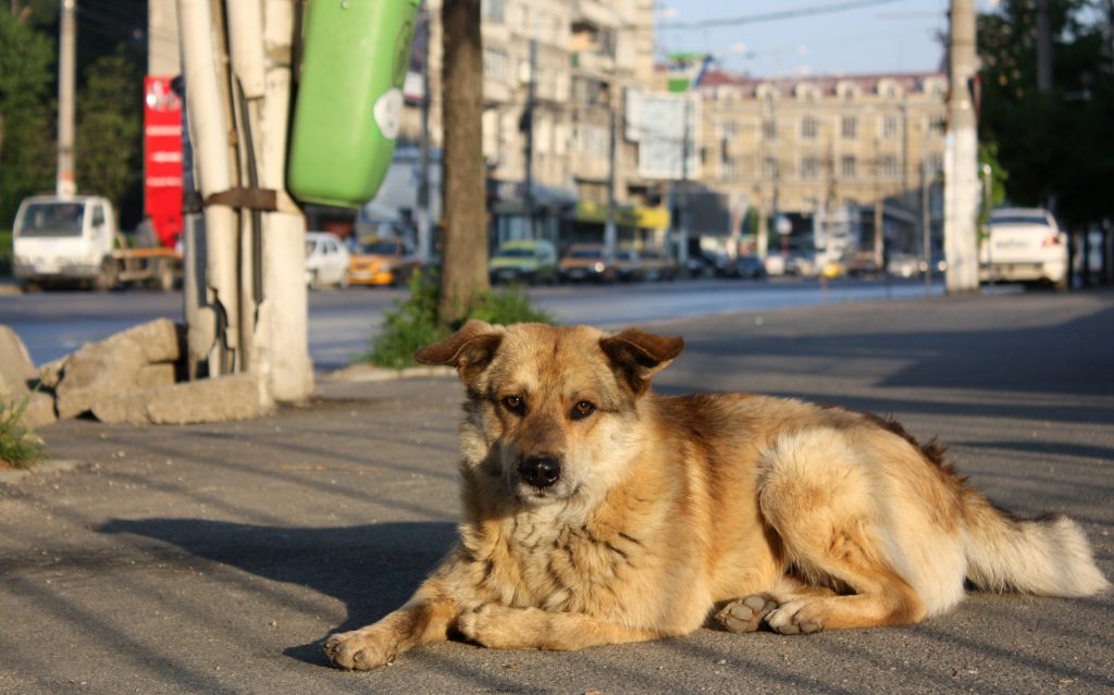 Guidance on indicators for monitoring and evaluating, and measuring impact of dog population management programmes.