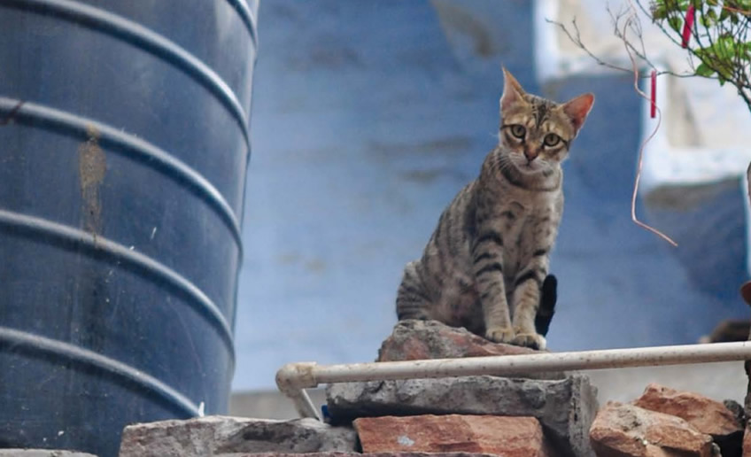 Guidance on the development and implementation of an effective and humane cat population management programme.