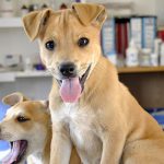 ICAM position on WSAVA guidelines for the control of reproduction in dogs and cats