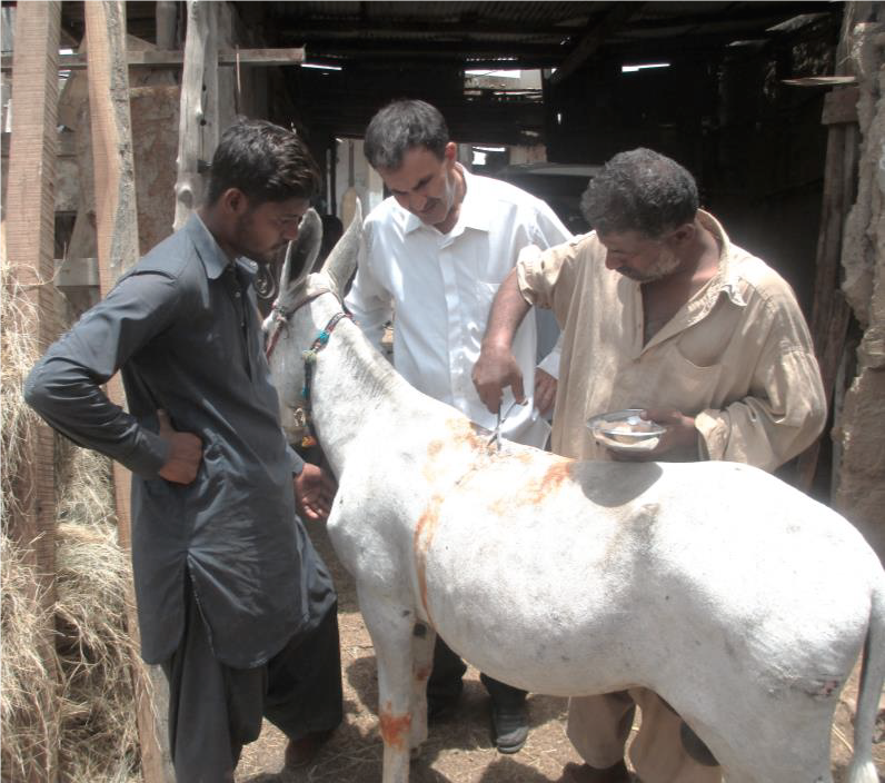 Community animal health worker training
