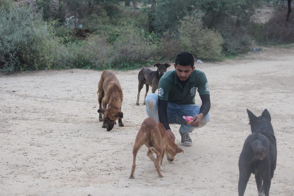 Bhutan implemented a nationwide CNVR intervention to replace inhumane methods of dog control. This included developing sterilisation capacity in all districts (see case study Enabling environment through training professionals and building local capacity in Bhutan). Sterilisation coverage of roaming dogs is now high, the next phase of DPM aims to address abandonment of owned dogs.