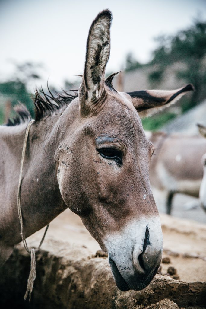 Yes, we know this is a donkey and not a dog! But this is a great example from Brooke (www.thebrooke.org) of changing human behaviour by first understanding the motivation underlying the behaviour and then working with both owners and local service providers to improve skills and animal welfare knowledge.