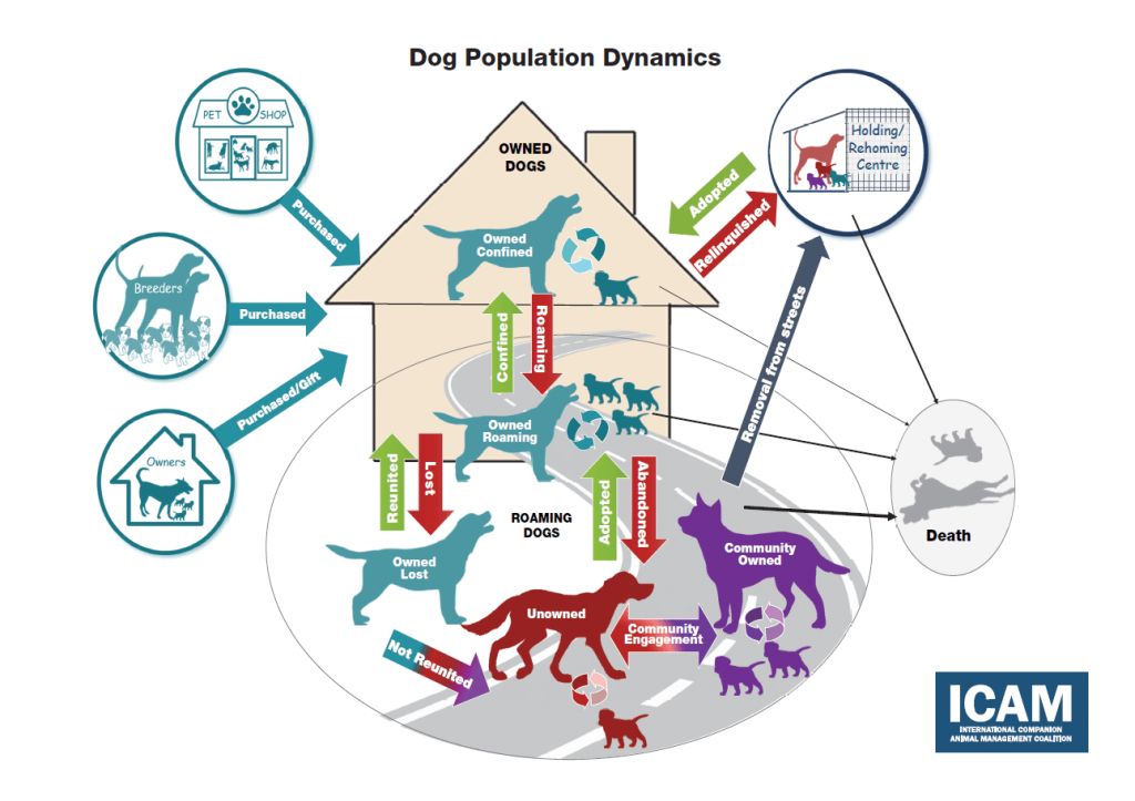 Figure 1 – Dog population dynamics