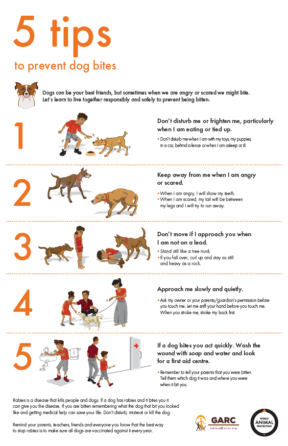 World Animal Protection’s 5 tips to prevent dog bites – education package