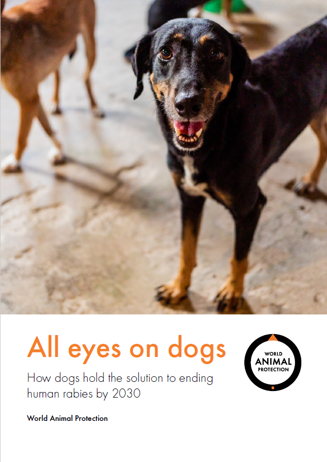 World Animal Protection’s All eyes on dogs report