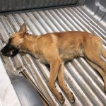 ICAM condems inhumane culling of free-roaming dogs in Morocco