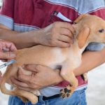 Sealing the deal for rabies elimination – building on fundamental vaccination with dog population management