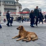 Humane Management, Not Mass Sheltering: ICAM’s Response to Türkiye’s New Dog Laws