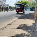 Why dog & cat population management belongs in good metropolitan governance