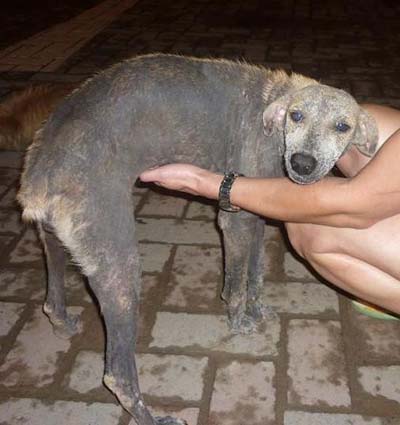 Photo grey dog with skin conditions by AmazonCARES