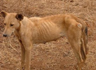 tan dog, side view, ribs apparent