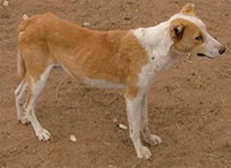 tan and white dog, side view, ribs showing slightly