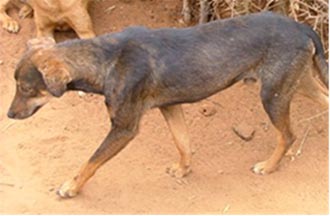 black and brown dog, side view, no ribs showing