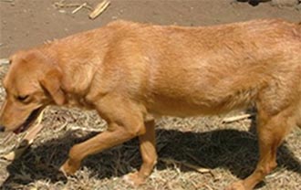 copper-colored dog, side view, abdomen slighly rounded