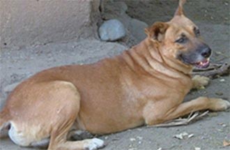 tan Shepard dog, side view, abdomen rounded