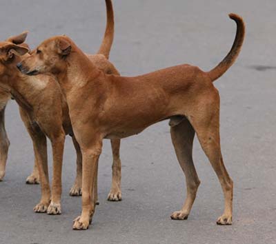 Photo of dog by Arthur Chapman