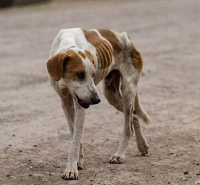 Photo of dog by Adam Cohn