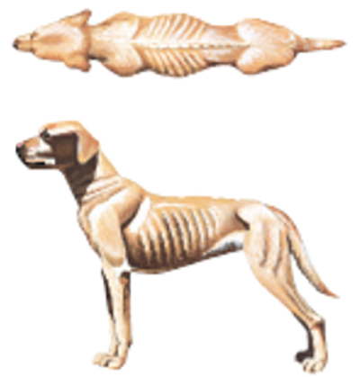 drawn graphic showing top and side views of an emaciated dog
