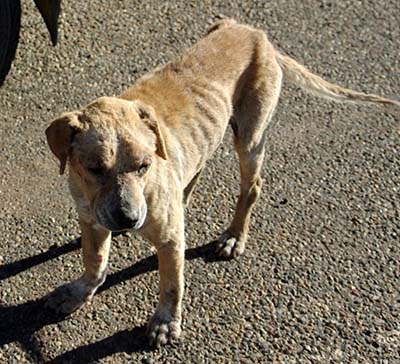 Photo of a dog by Mookie Forcella