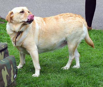 Photo of dog by Helen Graves