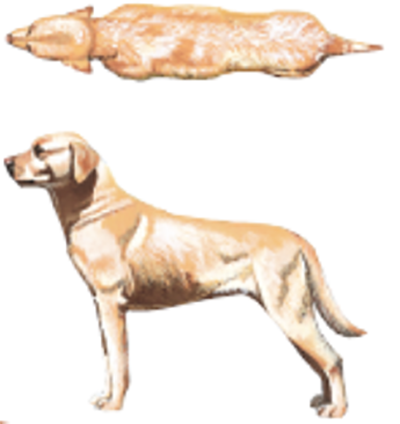 drawn graphic showing top and side views of an ideal dog
