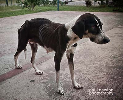 Photo of a dog by Paul Newton