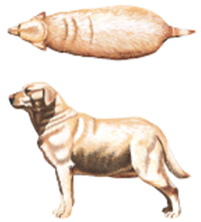 drawn graphic showing top and side views of an obese dog