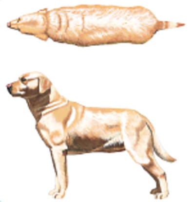 drawn graphic showing top and side views of an overweight dog