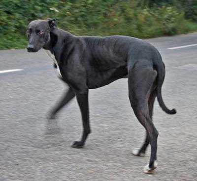 Photo of dog by Mark Robinson