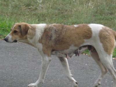 rspca photo of a dog, side view