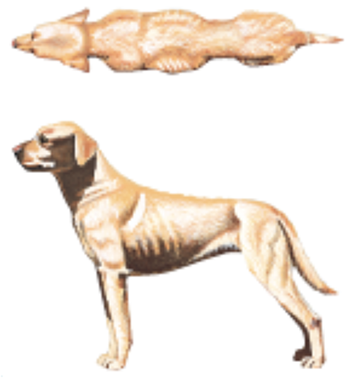 drawn graphic showing top and side views of a thin dog