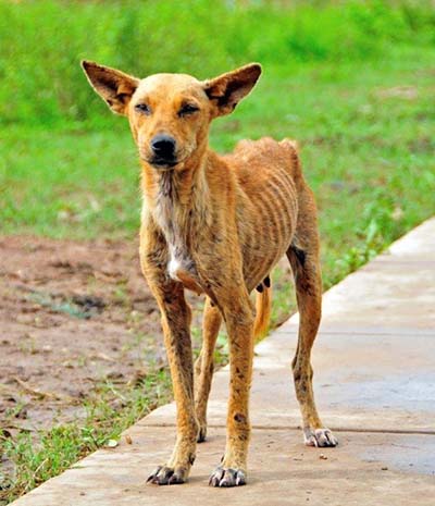 World Animal Protection photo of a dog