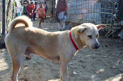 World Animal Protection photo of a dog